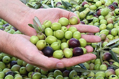 Aceituna