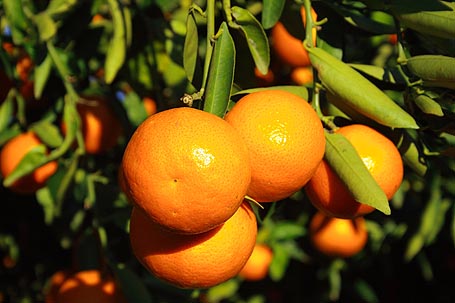 The production volume of Spanish citrus will return to normal this season. / Archive Aforo